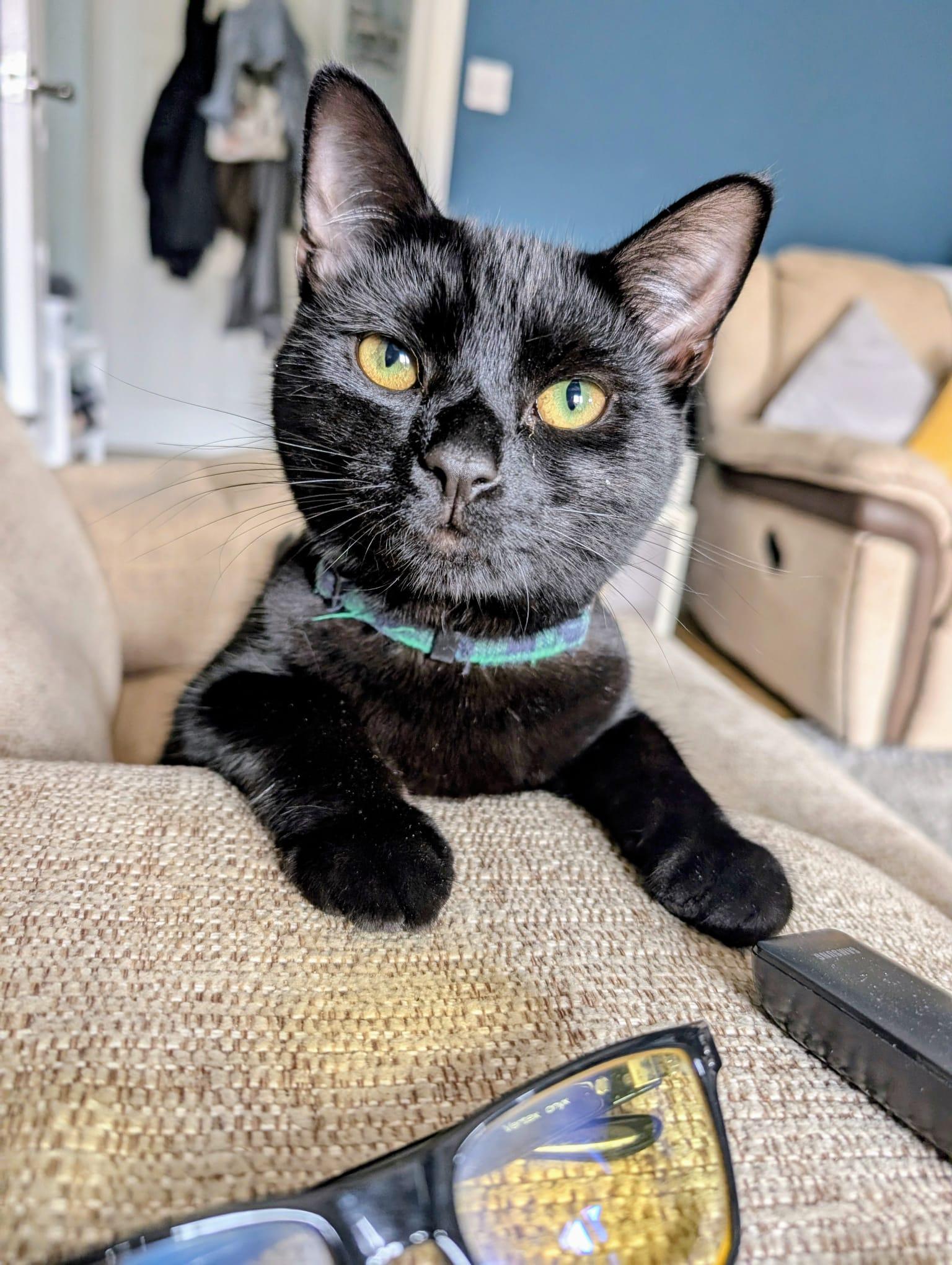 Curious cat
